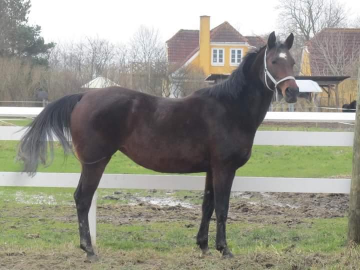 Shagya Araber (SH) Darumir - Første sted hun stod da hun kom i 2014 billede 3