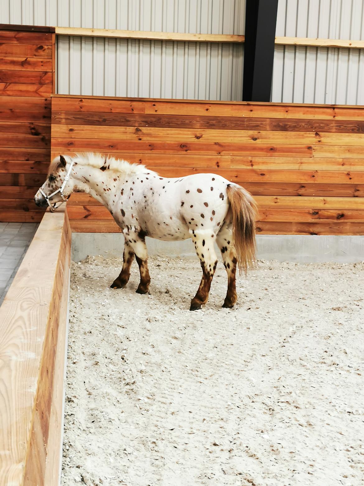 Anden særlig race Zweet Søffel billede 1