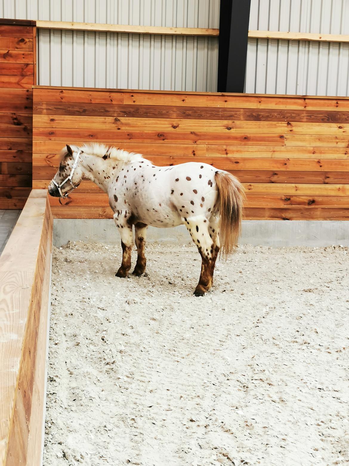 Anden særlig race Zweet Søffel billede 6