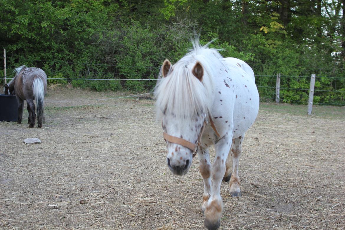 Anden særlig race Zweet Søffel billede 3