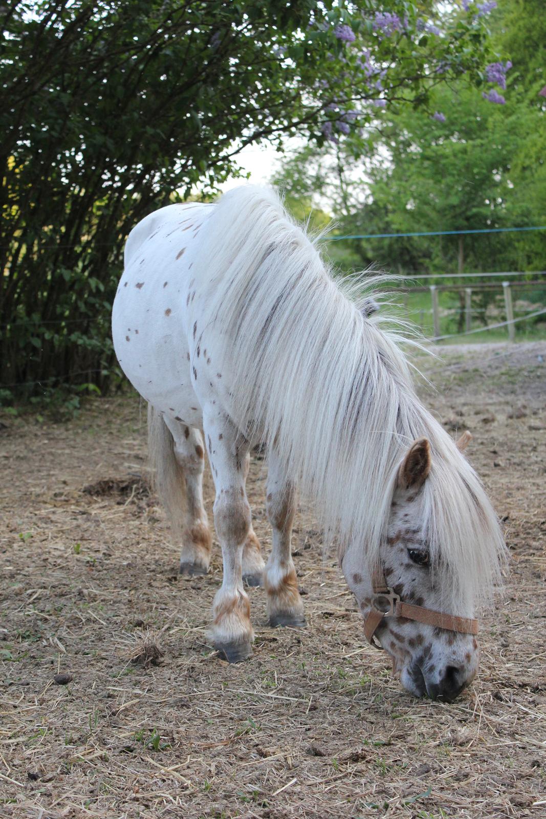 Anden særlig race Zweet Søffel billede 5