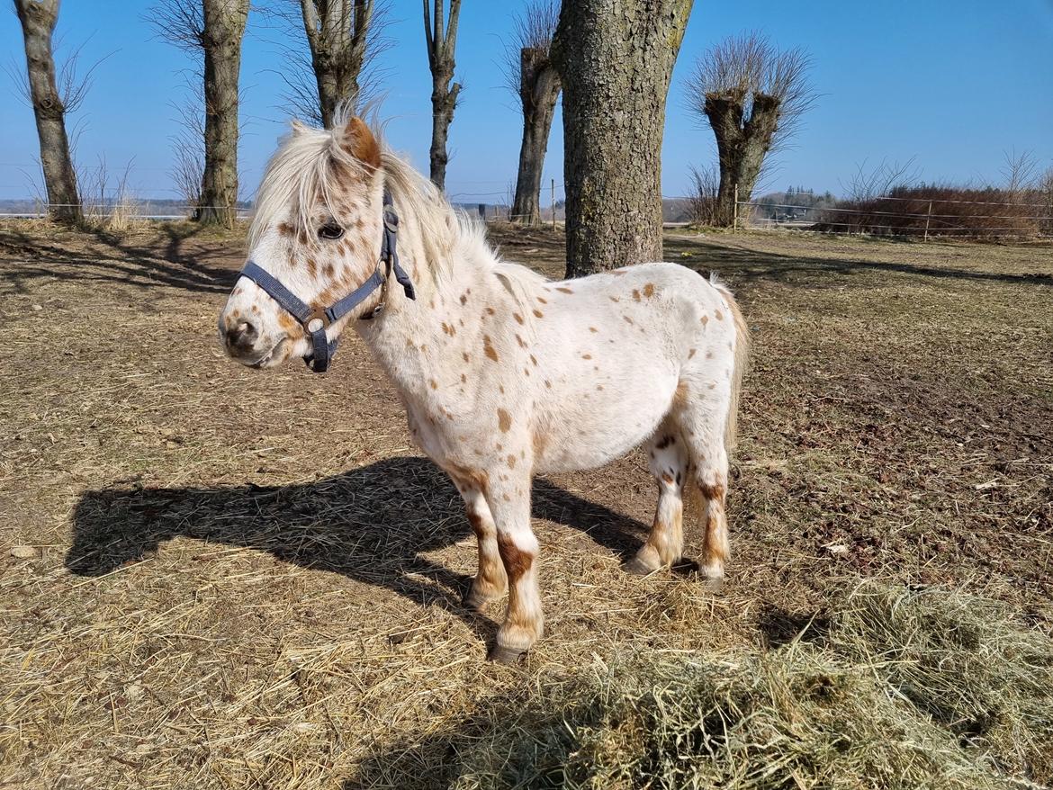 Anden særlig race Zweet Søffel billede 2