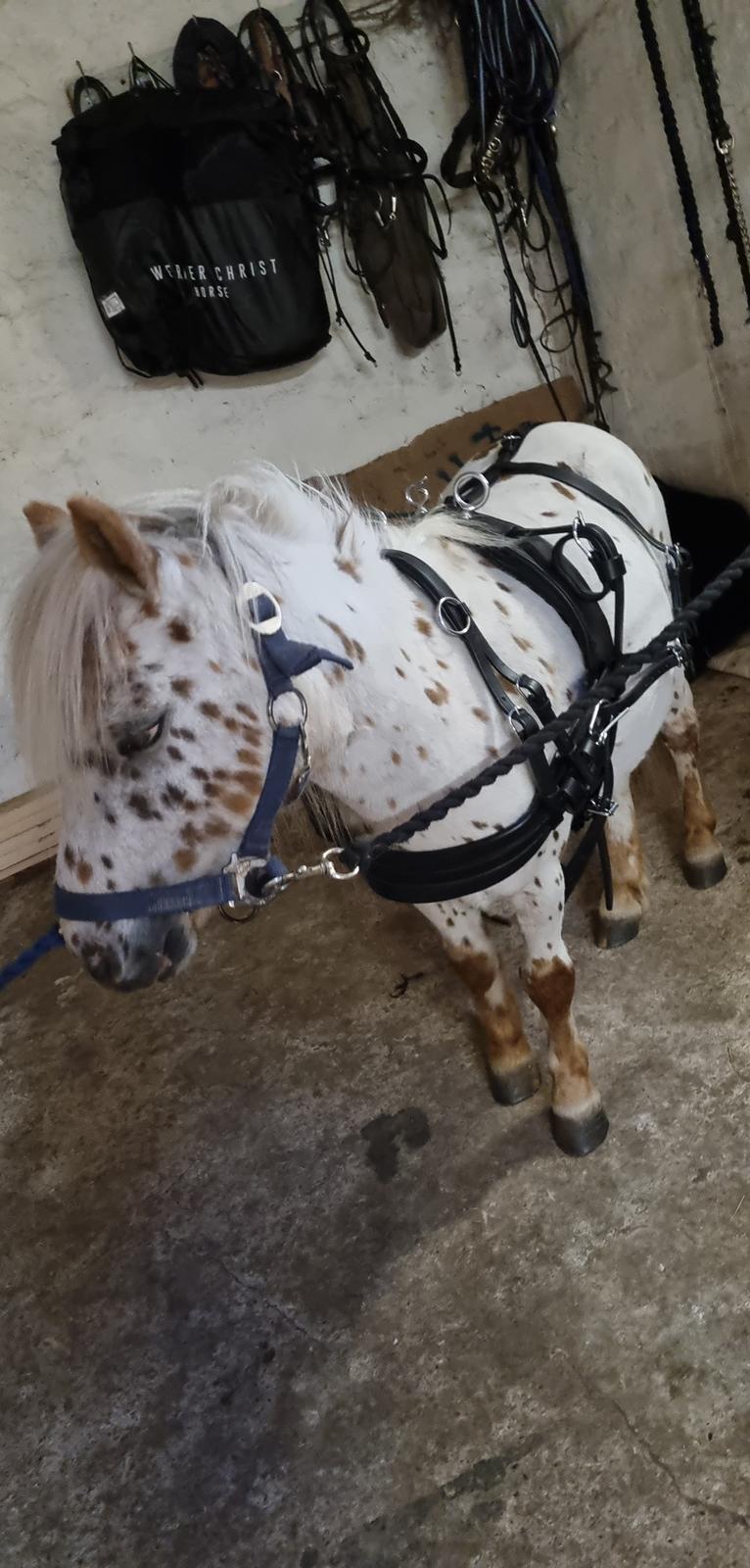 Anden særlig race Zweet Søffel billede 4