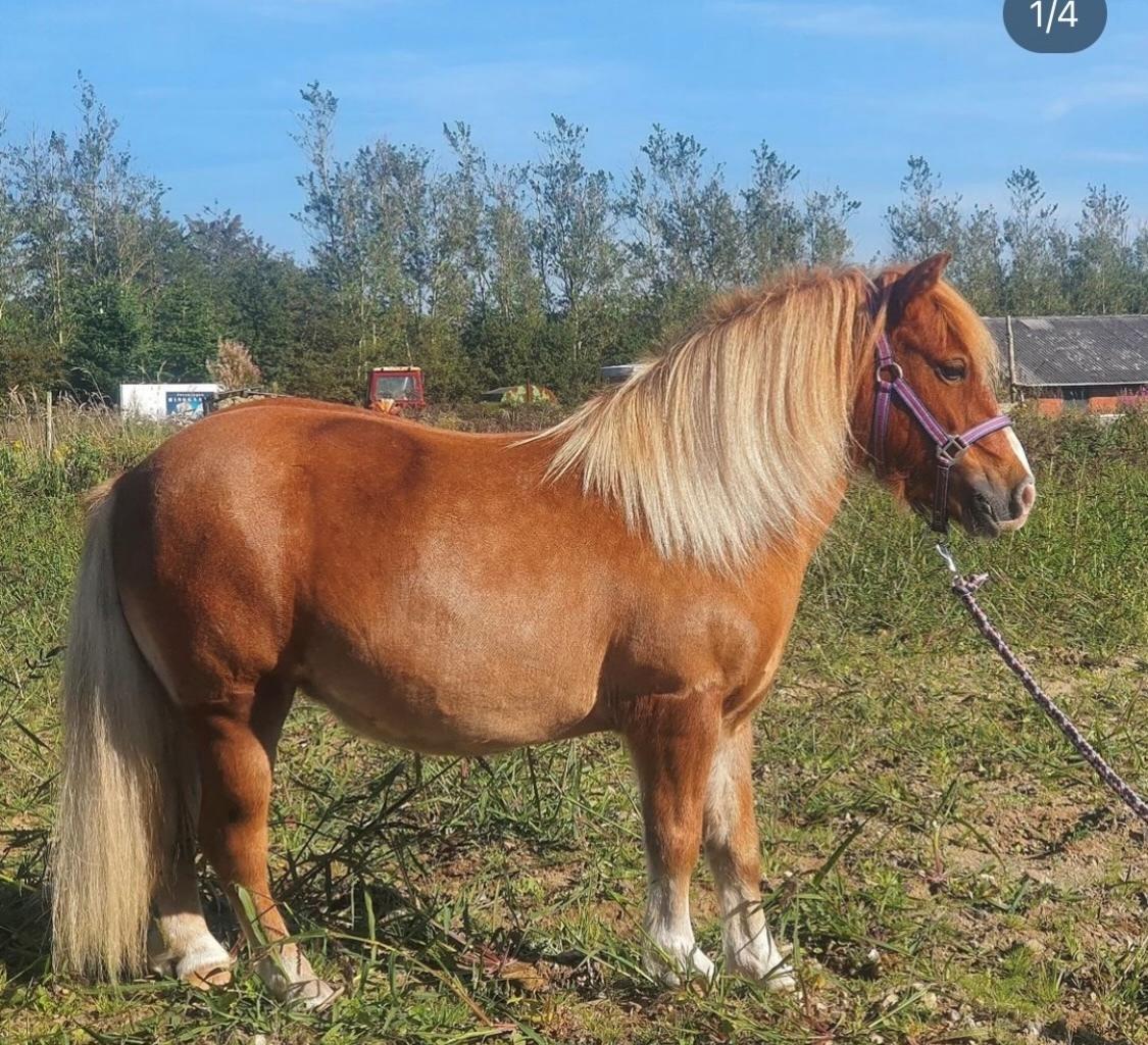 Shetlænder Bella(mi) - Bellami en lille måned efter hun blev vores billede 1