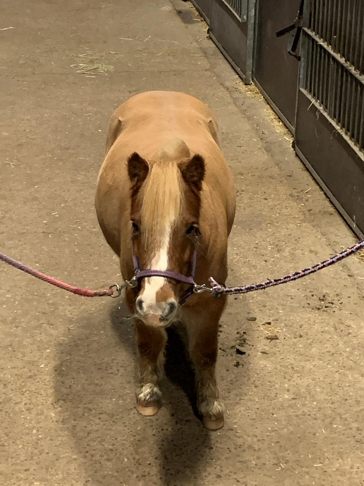 Shetlænder Bella(mi) - Billedet taget mens jeg sad på min pony årh bette Bella  billede 7