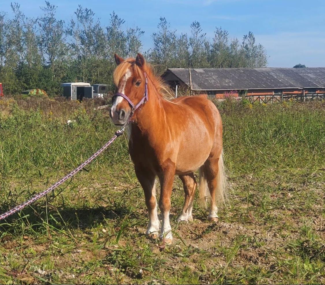 Shetlænder Bella(mi) - Smukkeste fotogene dame billede 8