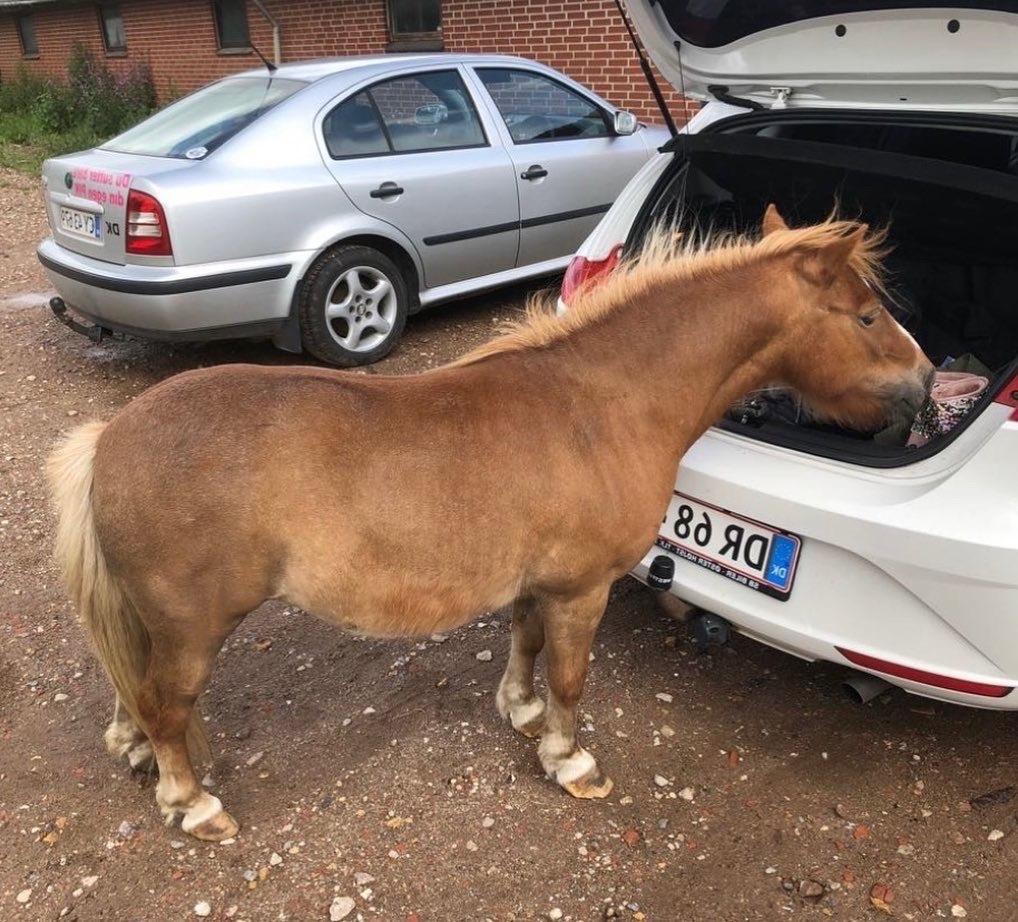 Shetlænder Bella(mi) - Vores første rigtige møde med b. Hun var på vej ind i bagegerummet på vores bil billede 5