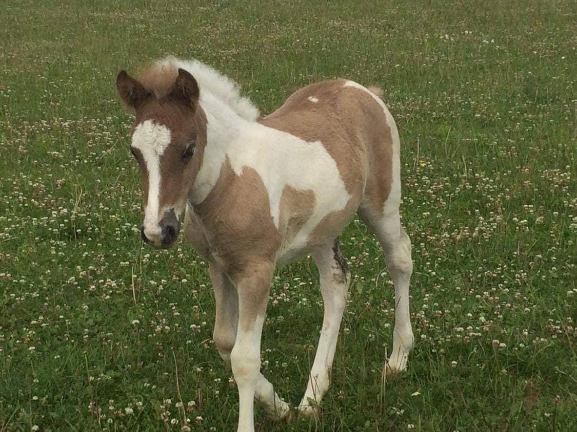 Islænder Silfur-Kria af Ledøje - Baby Kria <3 billede 5