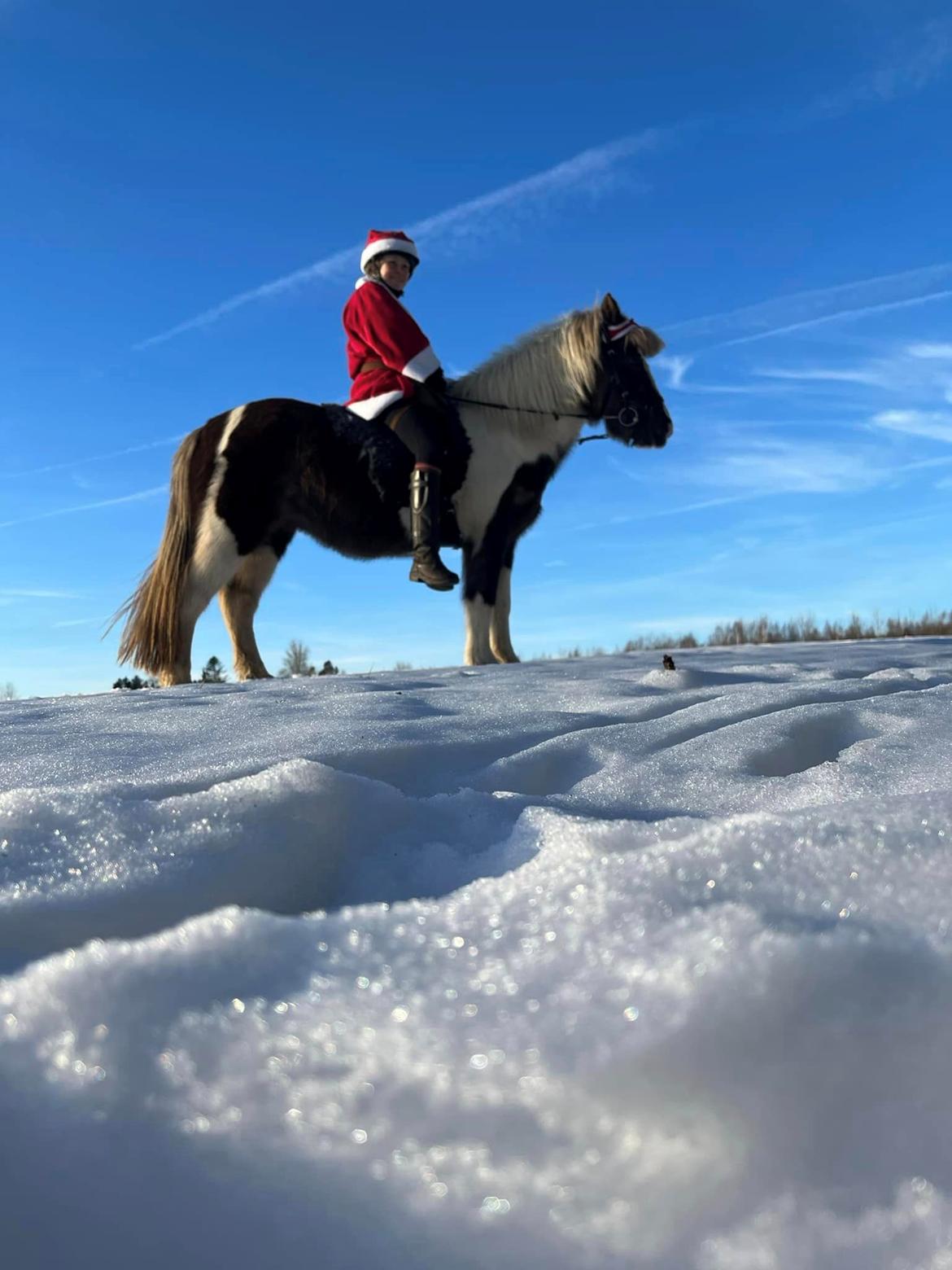 Islænder Silfur-Kria af Ledøje - ~*~ Icehorse ~*~ billede 13