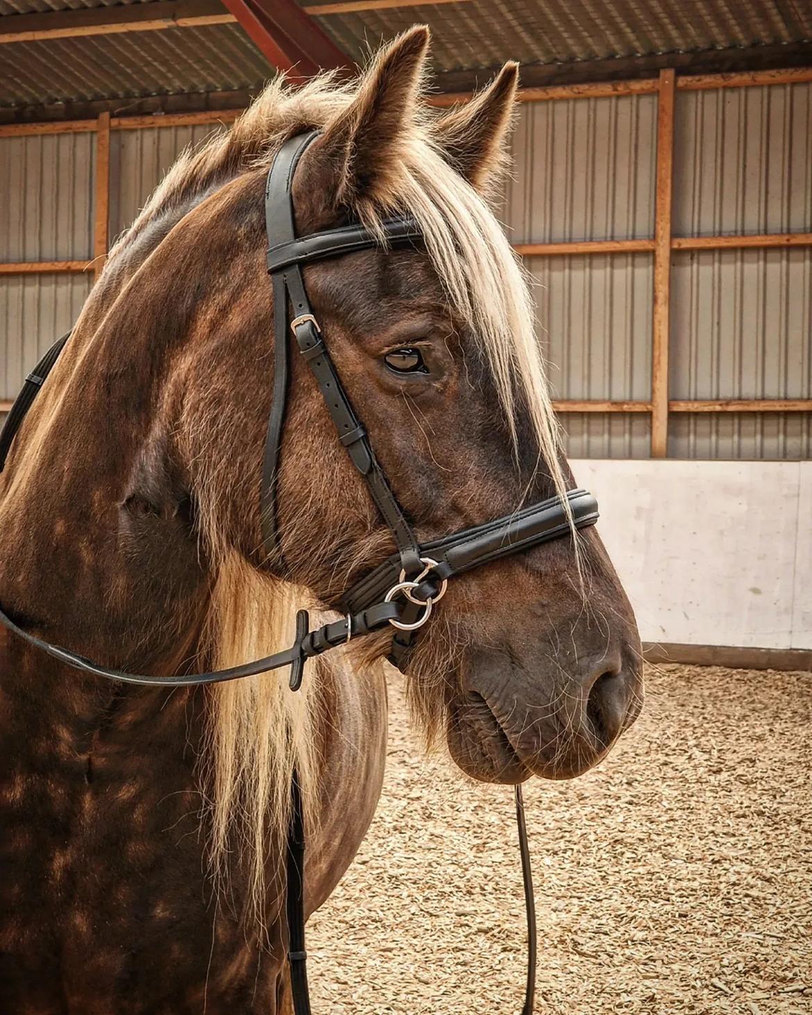 Irish Cob The Silverpatriot Van de godterstraat billede 1