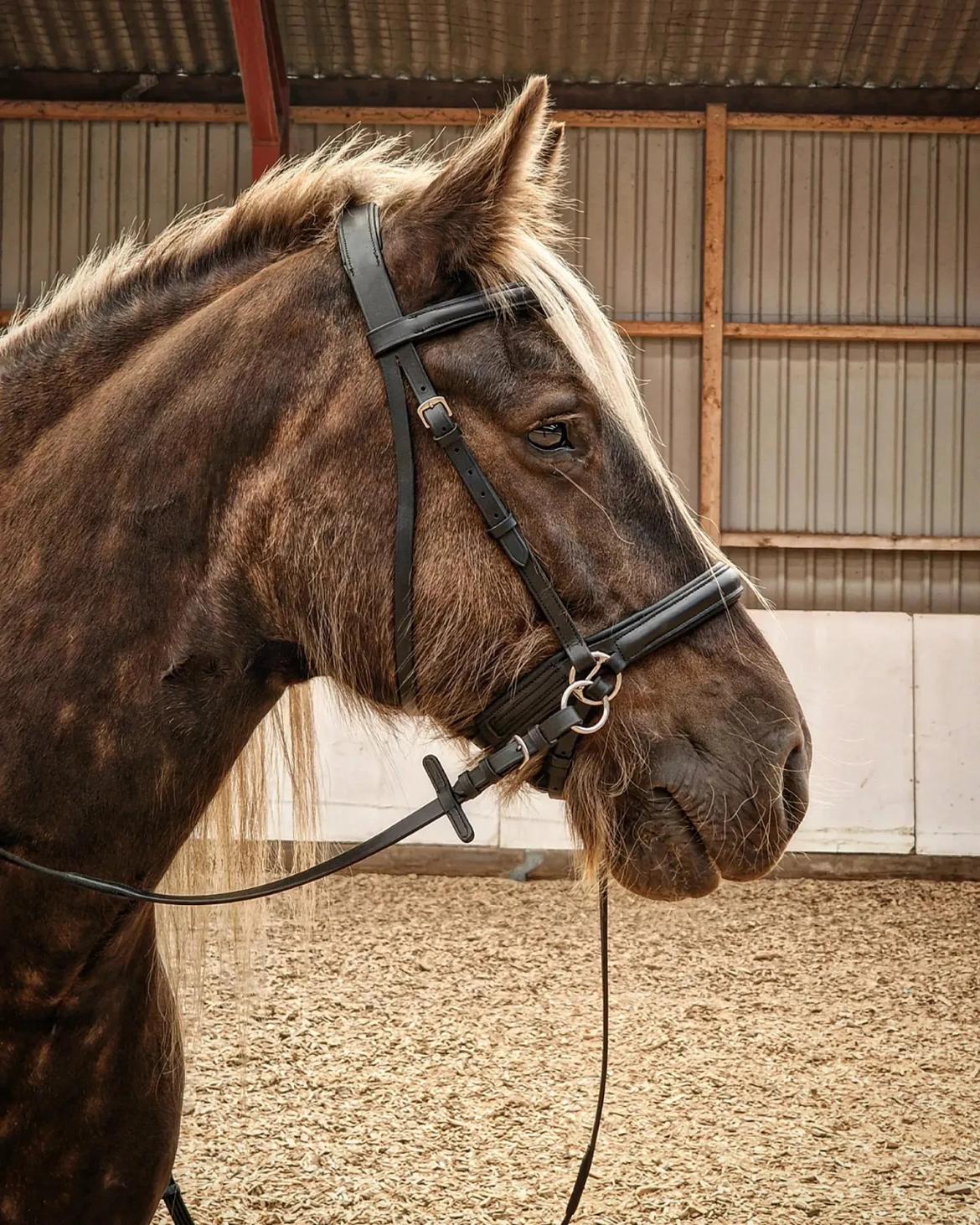 Irish Cob The Silverpatriot Van de godterstraat billede 2