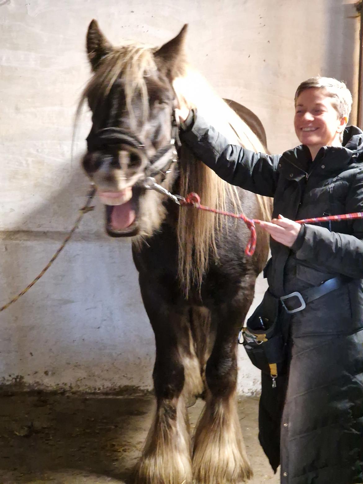 Irish Cob The Silverpatriot Van de godterstraat billede 4