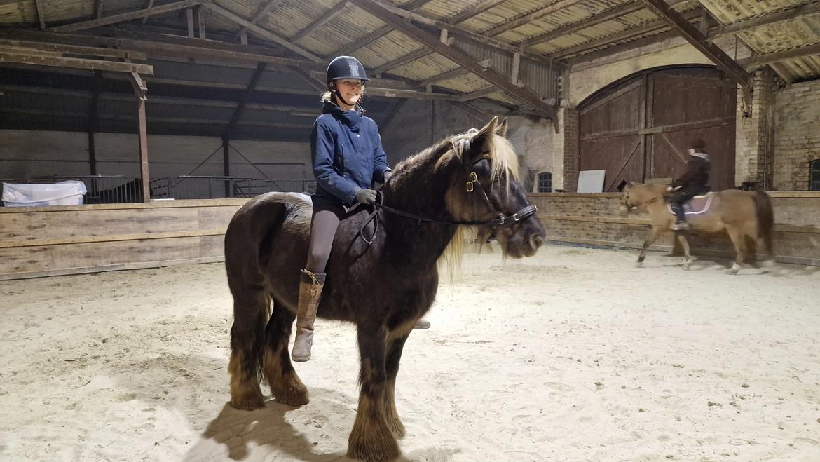 Irish Cob The Silverpatriot Van de godterstraat billede 5