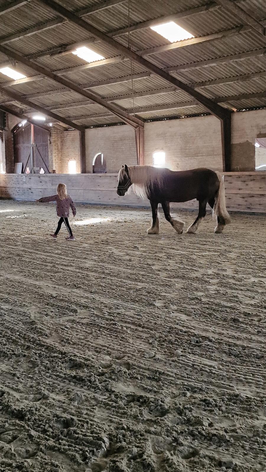 Irish Cob The Silverpatriot Van de godterstraat billede 6