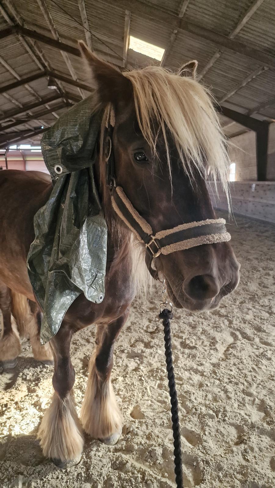 Irish Cob The Silverpatriot Van de godterstraat billede 7