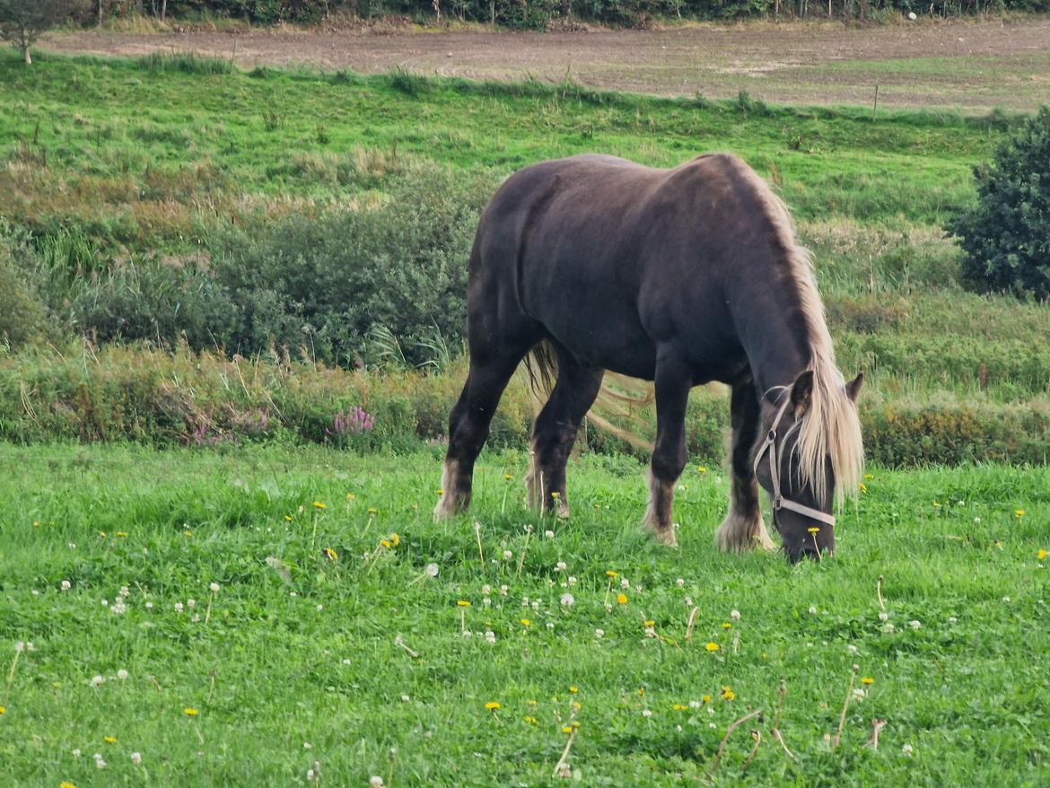 Irish Cob The Silverpatriot Van de godterstraat billede 9