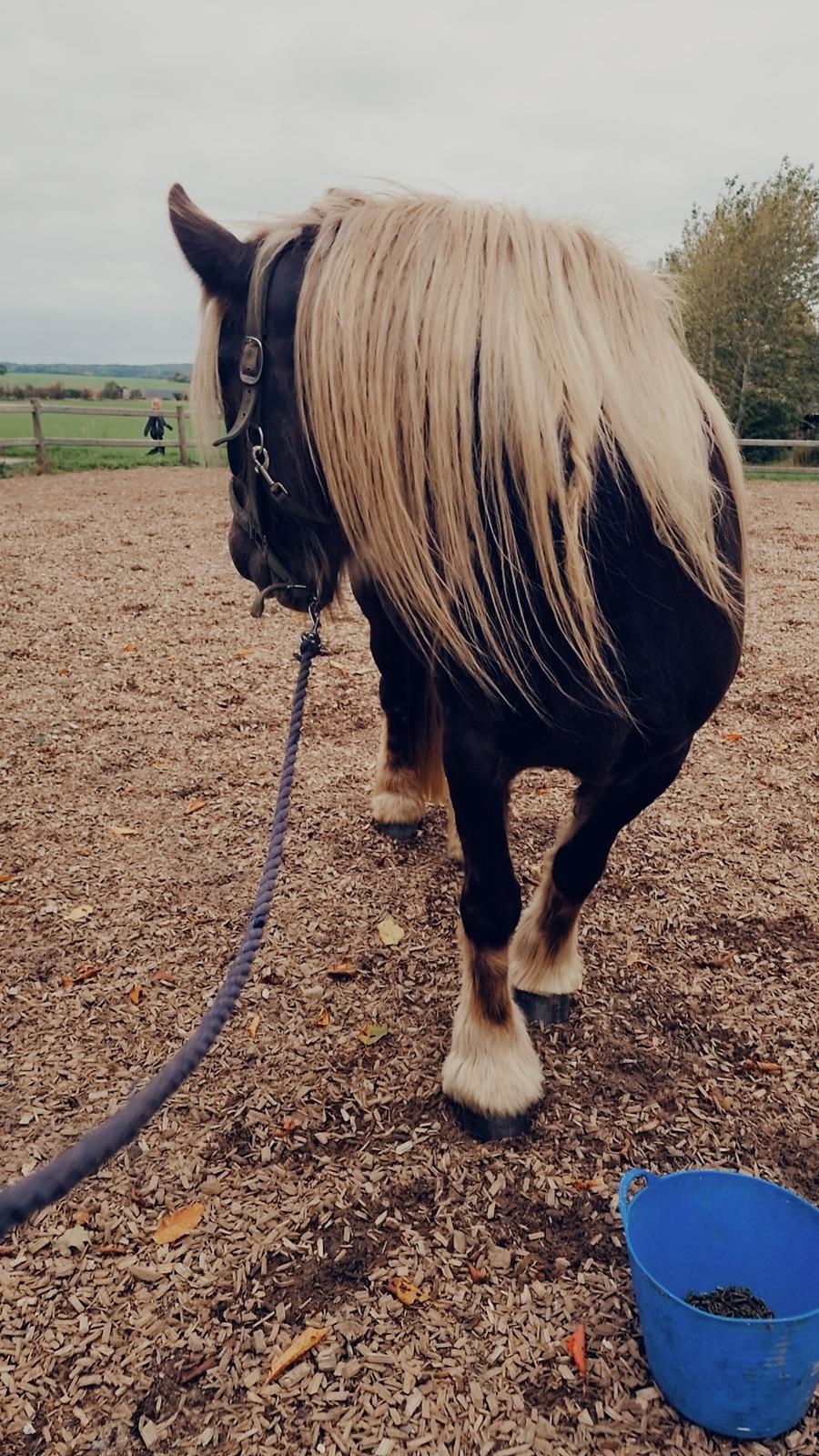 Irish Cob The Silverpatriot Van de godterstraat billede 10