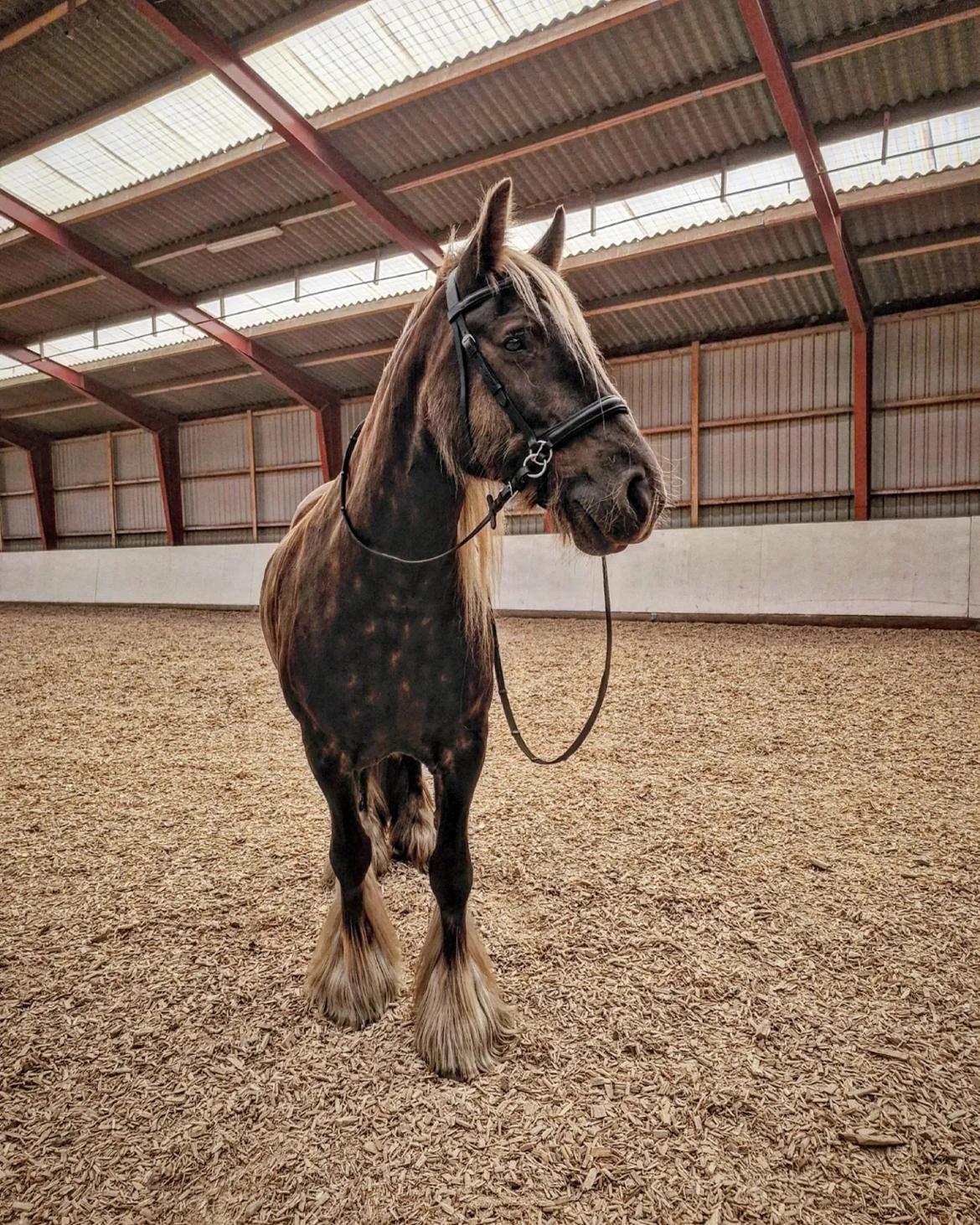 Irish Cob The Silverpatriot Van de godterstraat billede 3