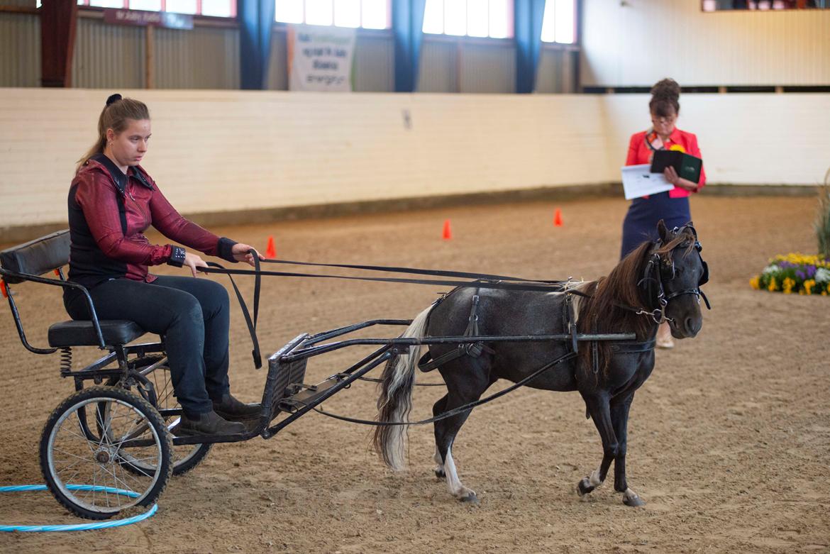 Amerikansk Miniature Teglmosens Delilah West - Showshine 2023- Open Driving - Reserve Champion billede 1