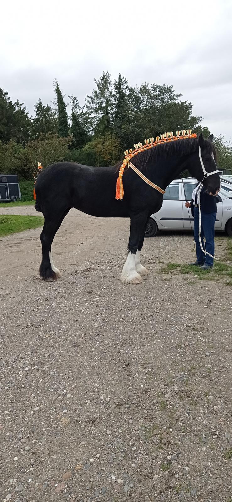 Shire Ørsteds cehra  billede 16