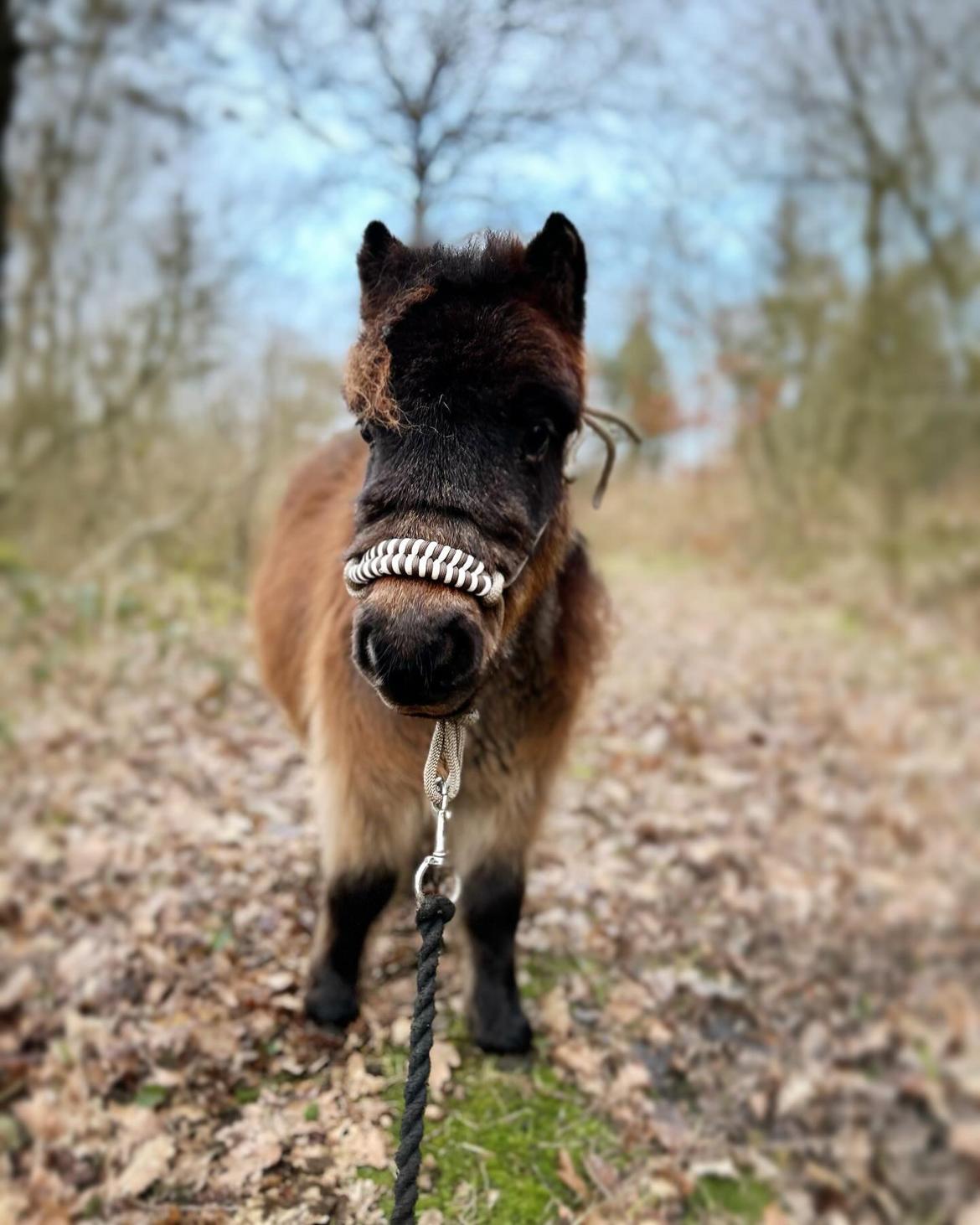 Shetlænder Frida fra Birch billede 11