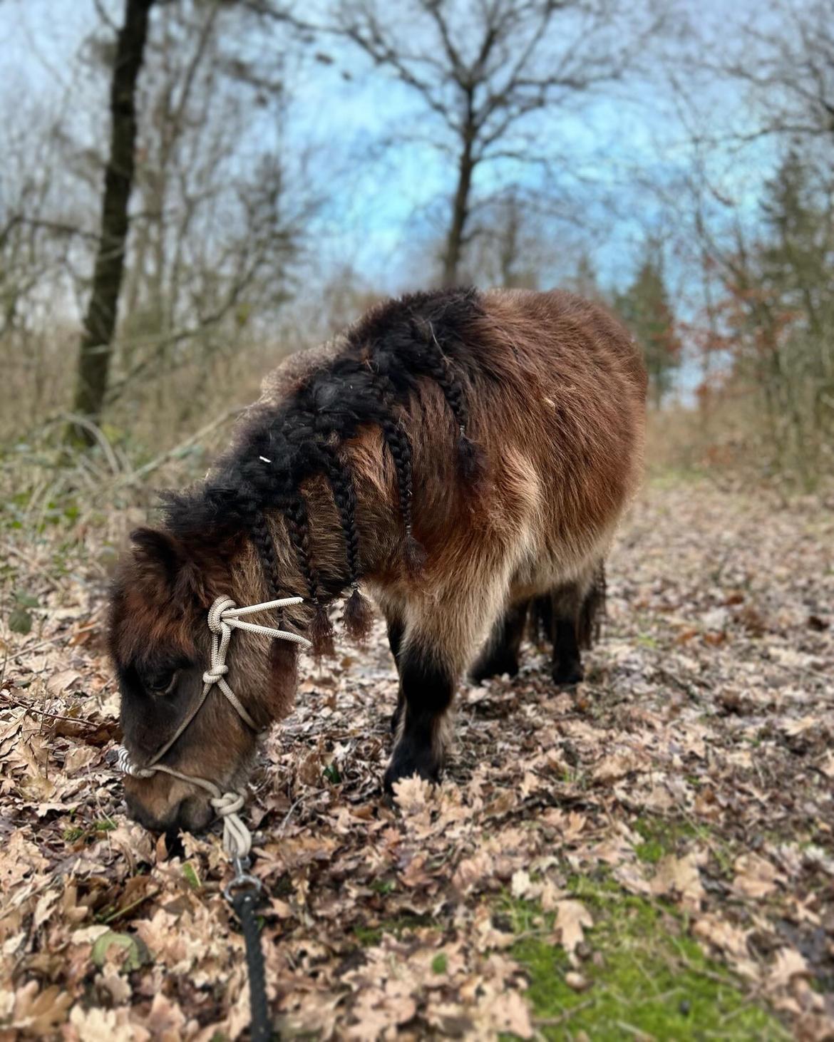 Shetlænder Frida fra Birch billede 12