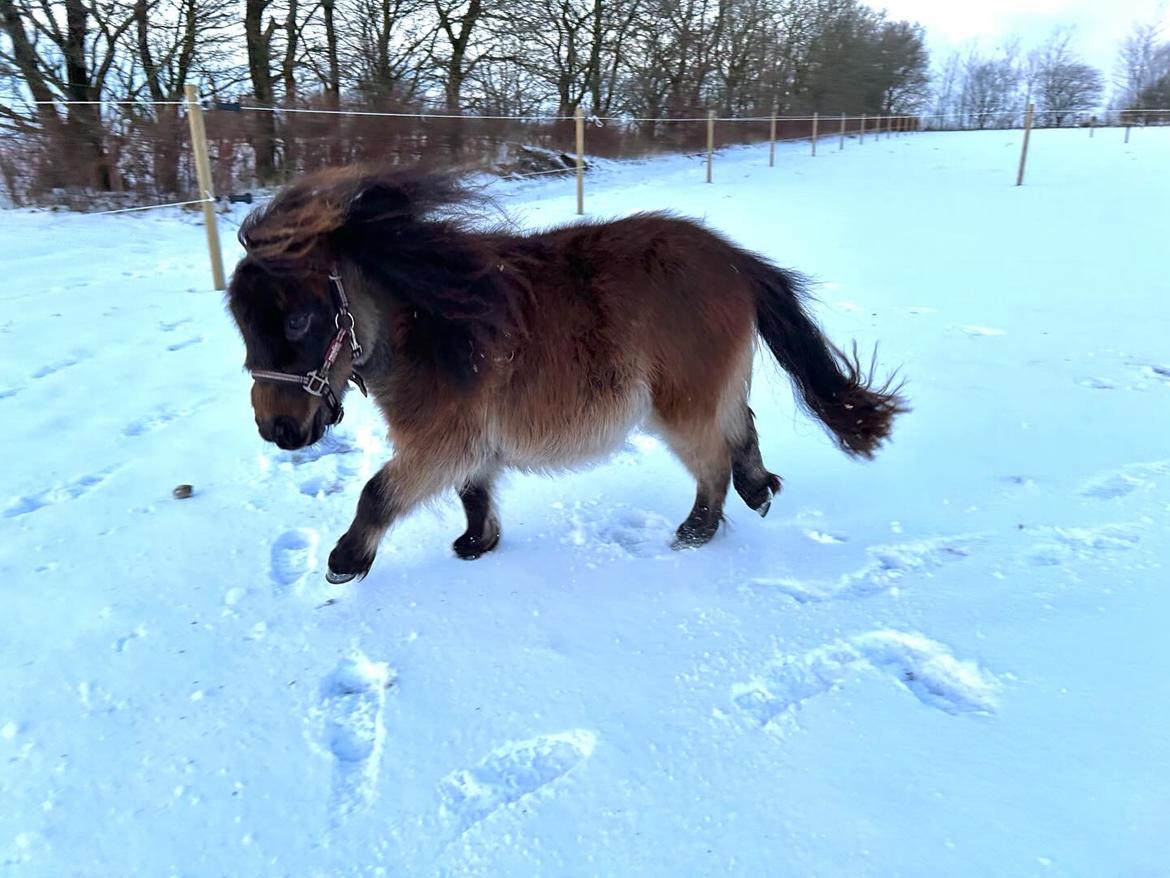 Shetlænder Frida fra Birch billede 13
