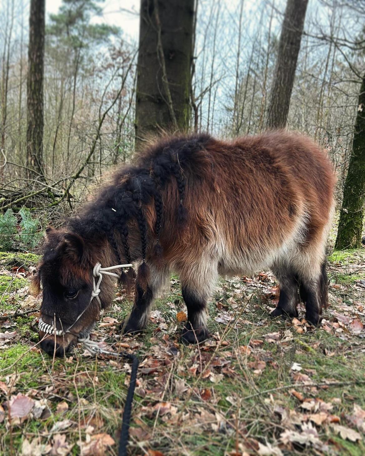 Shetlænder Frida fra Birch billede 15