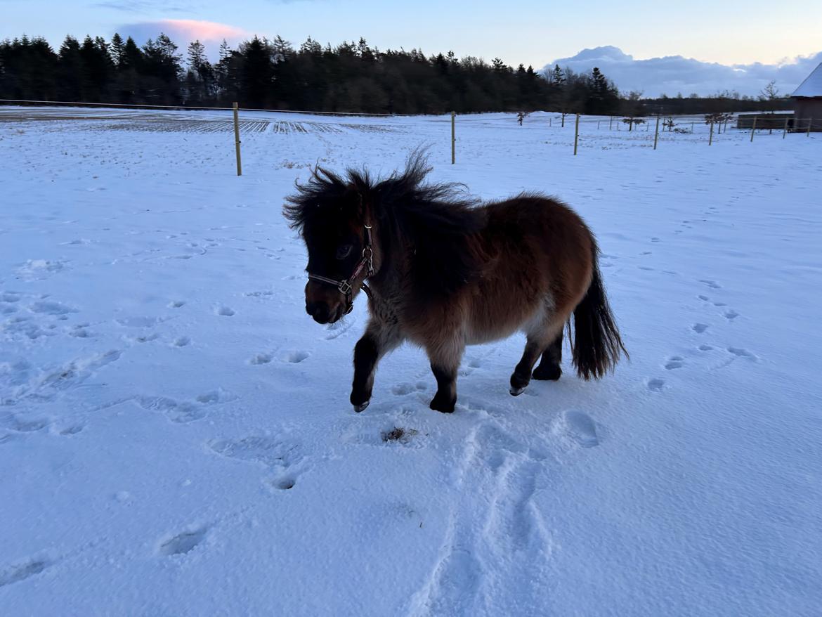 Shetlænder Frida fra Birch billede 14