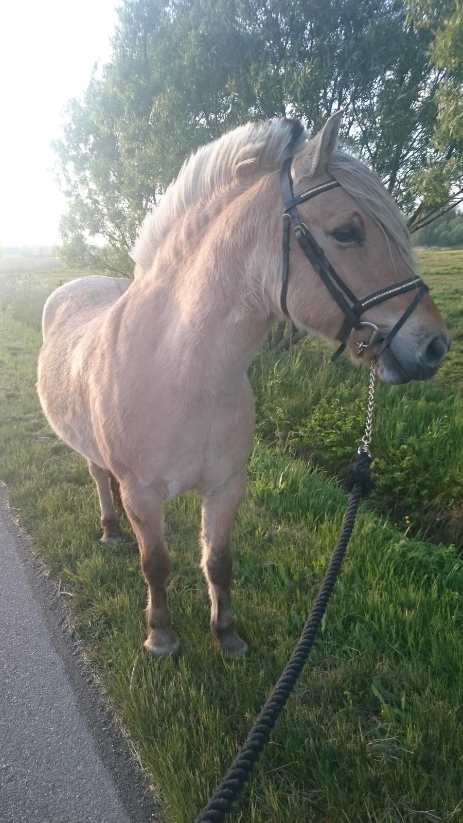 Anden særlig race Dixi billede 16