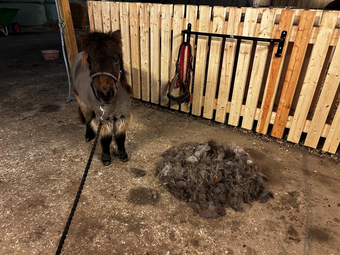 Shetlænder Frida fra Birch billede 17