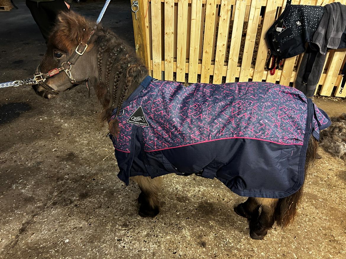 Shetlænder Frida fra Birch billede 18