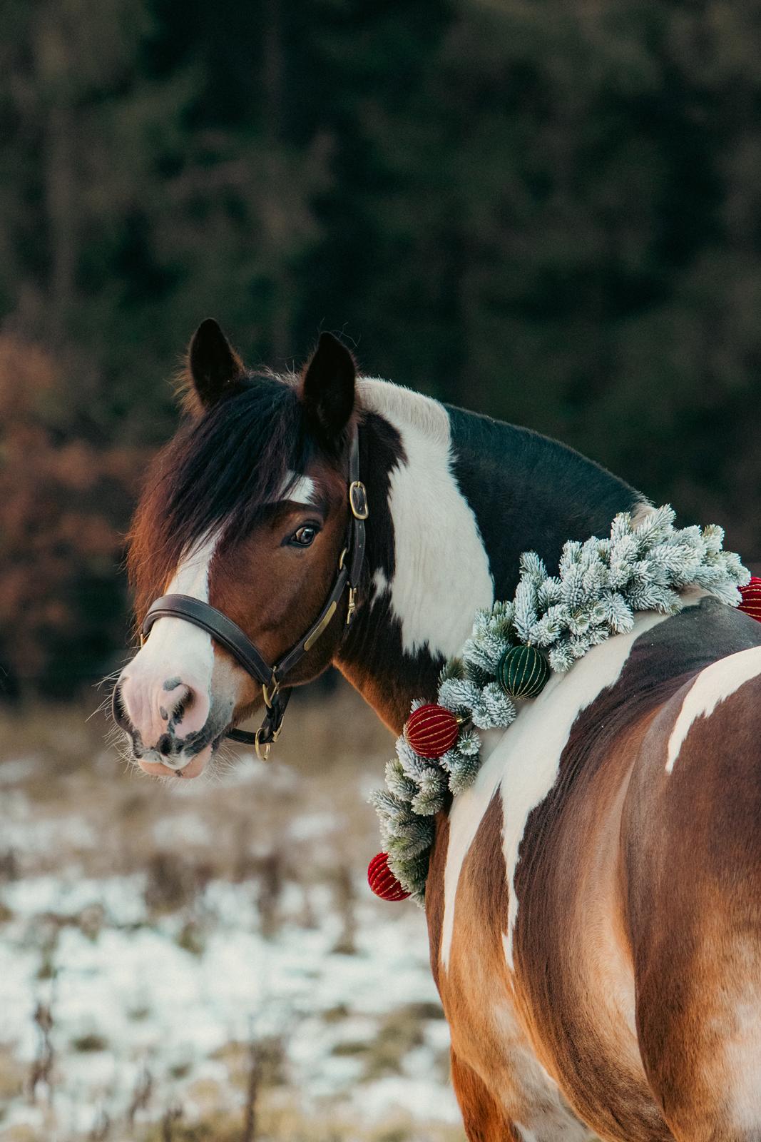 Anden særlig race Sir Louis of Gundelach billede 1