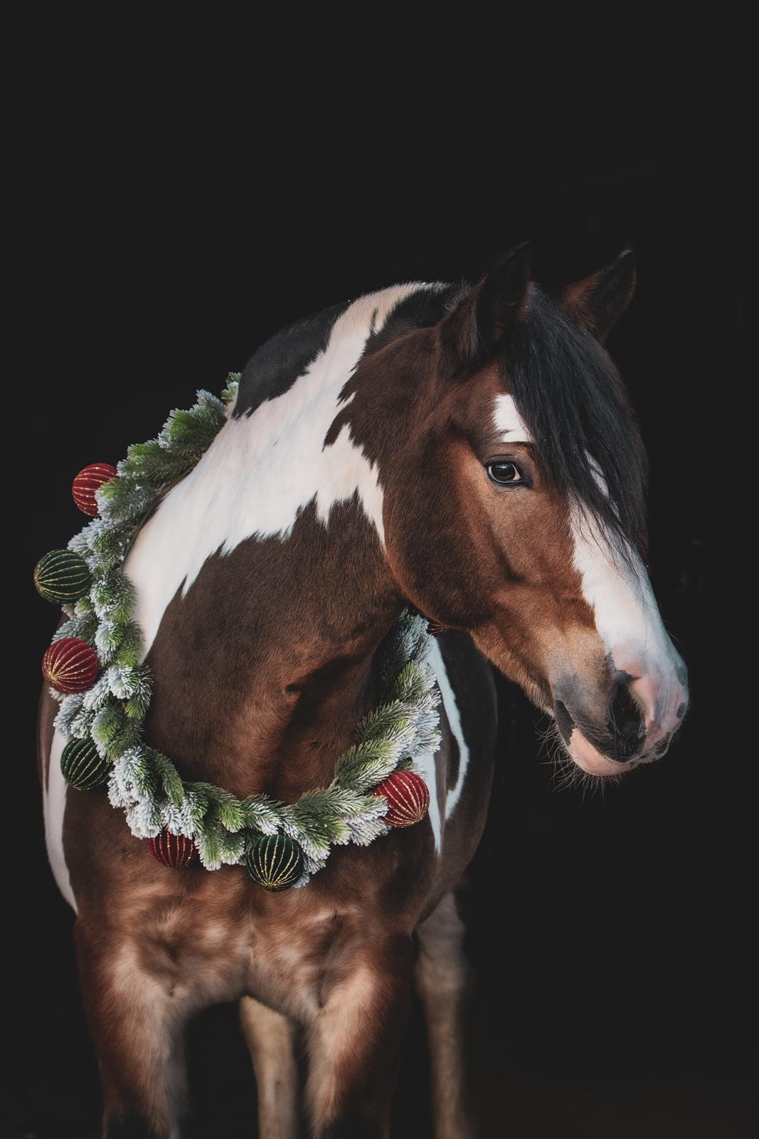 Anden særlig race Sir Louis of Gundelach billede 8