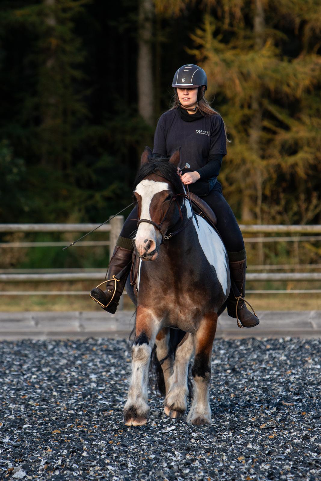 Anden særlig race Sir Louis of Gundelach billede 9