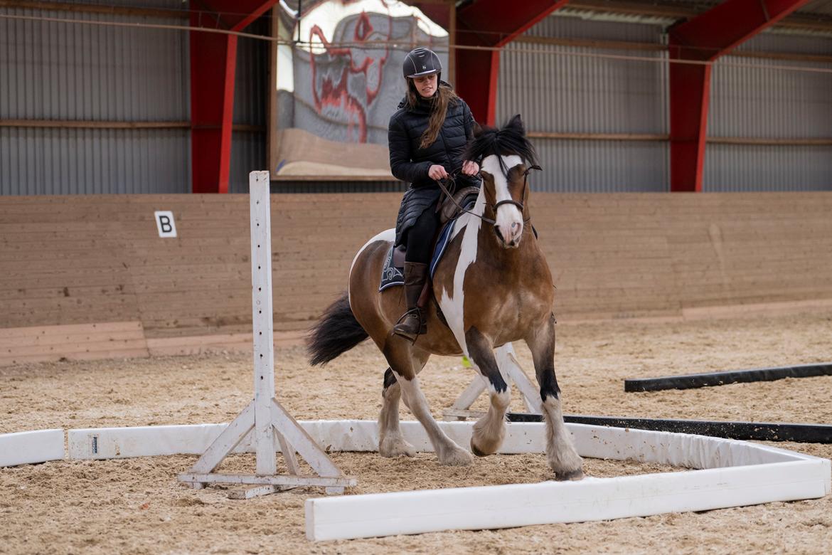 Anden særlig race Sir Louis of Gundelach billede 11