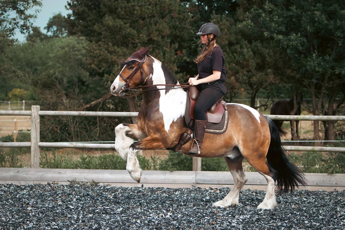 Anden særlig race Sir Louis of Gundelach billede 12