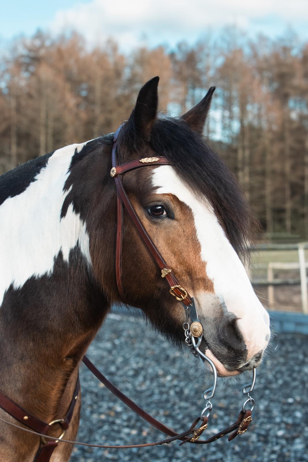 Anden særlig race Sir Louis of Gundelach billede 6
