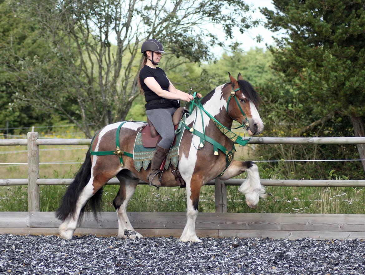 Anden særlig race Sir Louis of Gundelach billede 13