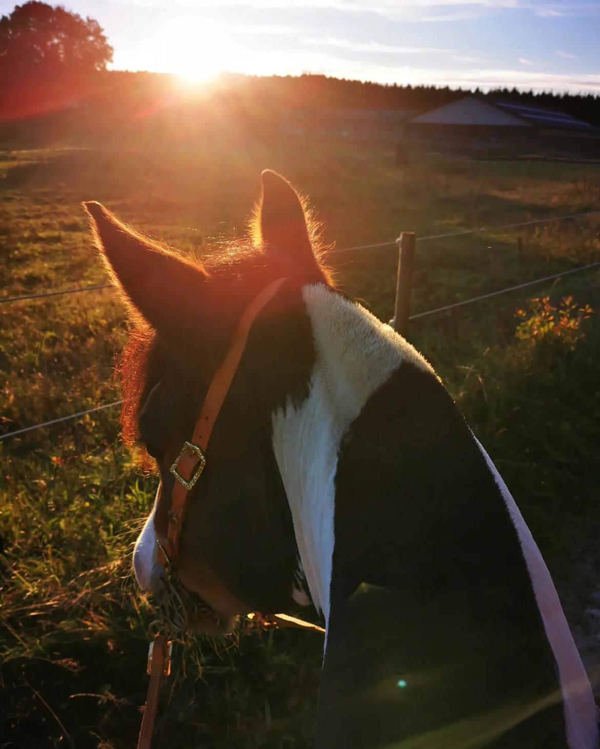 Anden særlig race Sir Louis of Gundelach billede 14