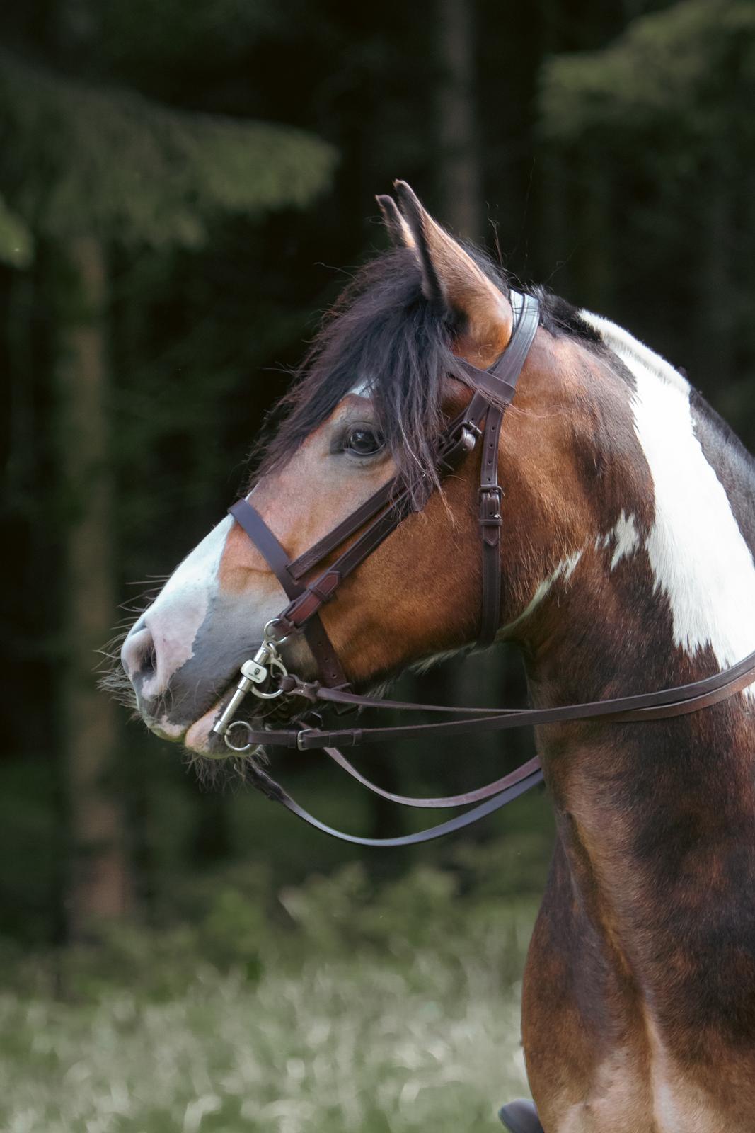 Anden særlig race Sir Louis of Gundelach billede 16