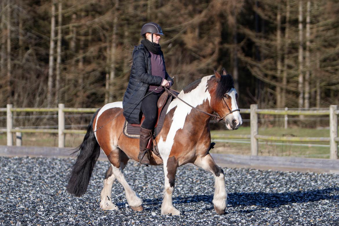 Anden særlig race Sir Louis of Gundelach billede 17