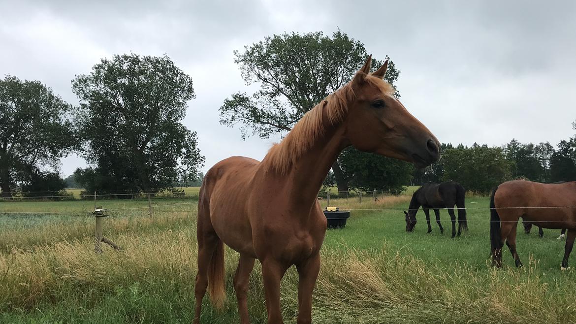 Tysk Varmblod Helvita Firfod - Søde Helvita på græs for første gang hos mig billede 5
