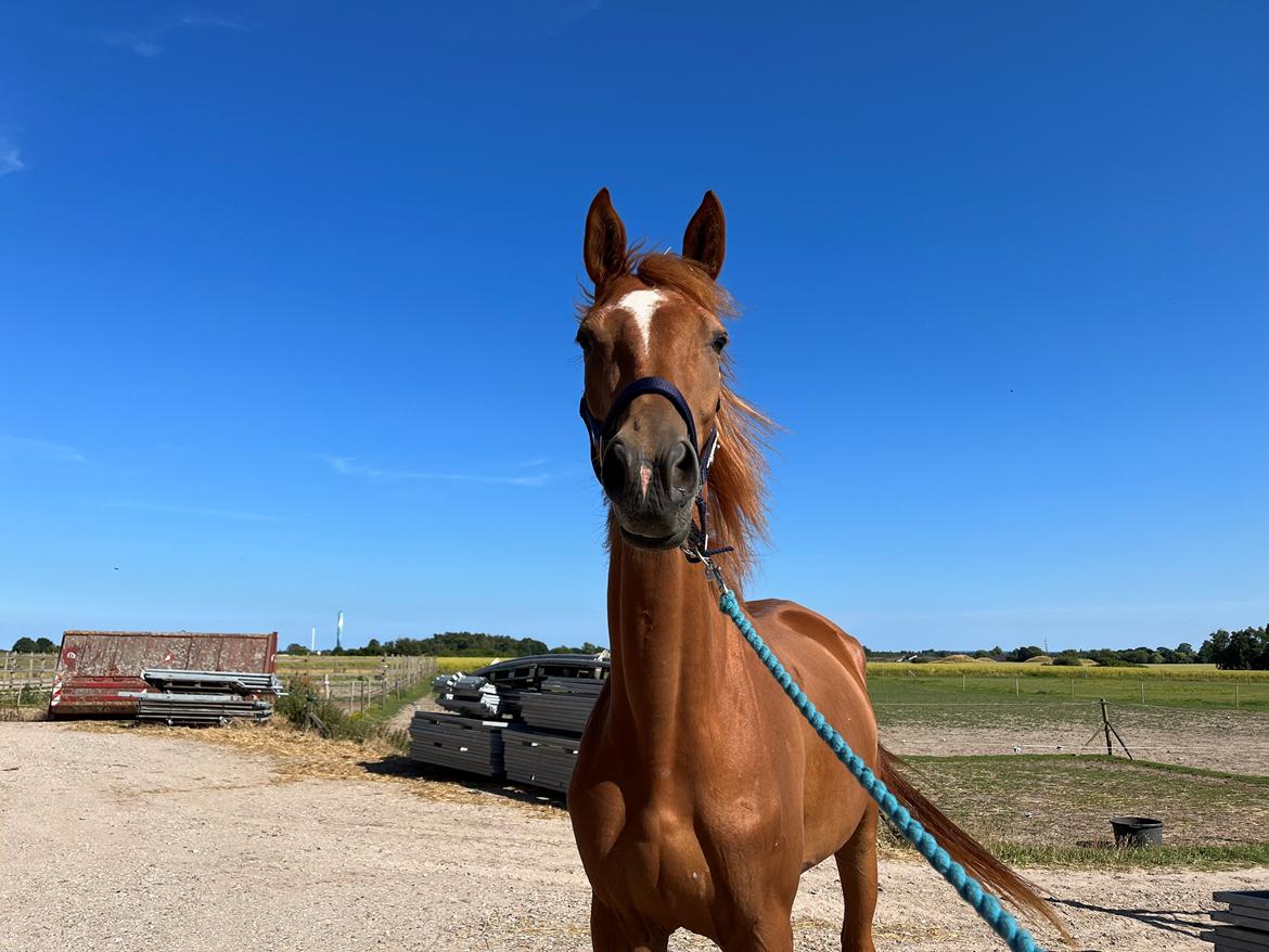 Tysk Varmblod Helvita Firfod - Elsker dig <3 billede 7