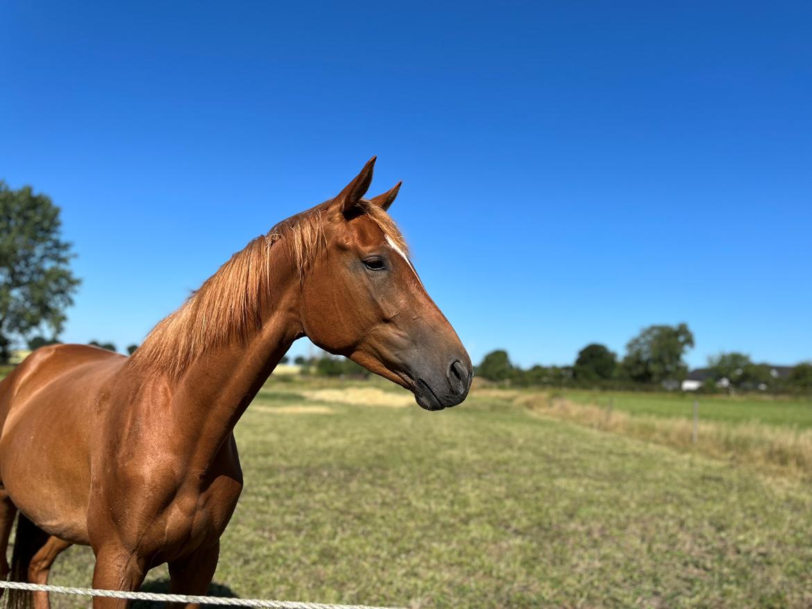 Tysk Varmblod Helvita Firfod - Smukkeste Helvita  billede 6