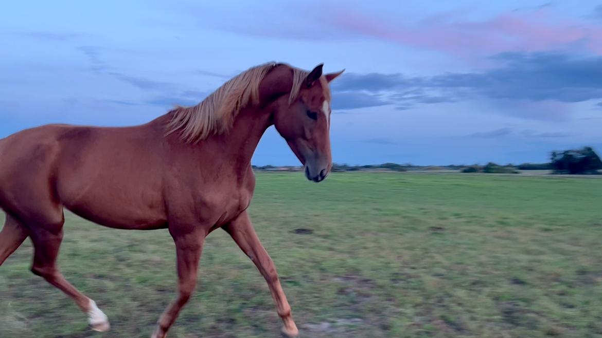 Tysk Varmblod Helvita Firfod - Vi øver samling fra stemmen billede 8