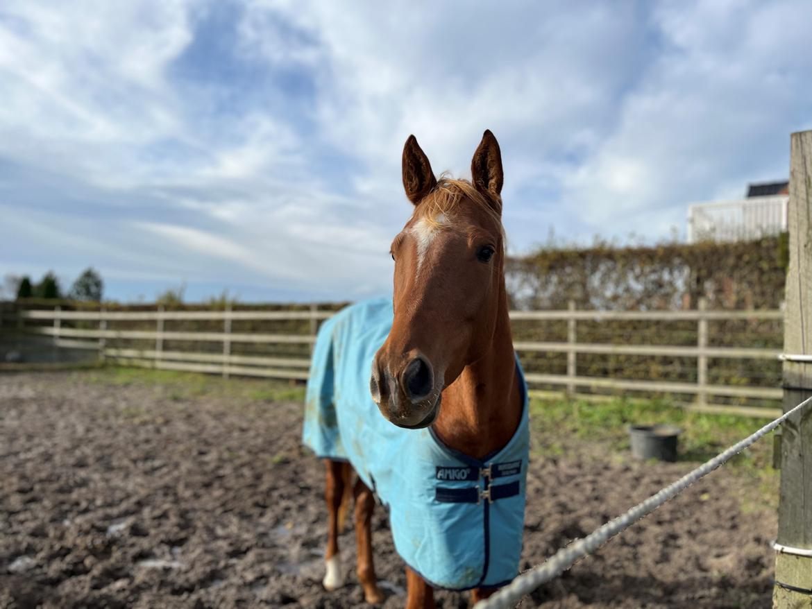 Tysk Varmblod Helvita Firfod - Helvita fik dækken på billede 10