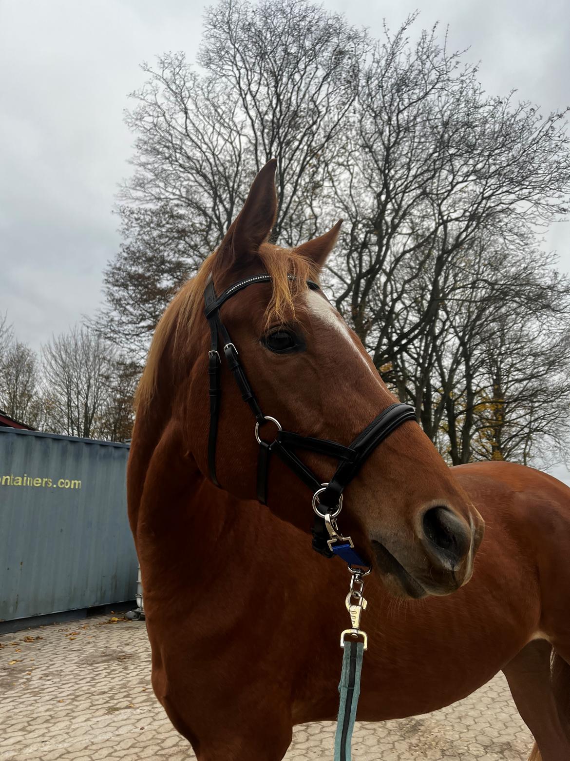 Tysk Varmblod Helvita Firfod - Baby-hest nu med hovedtøj  billede 11