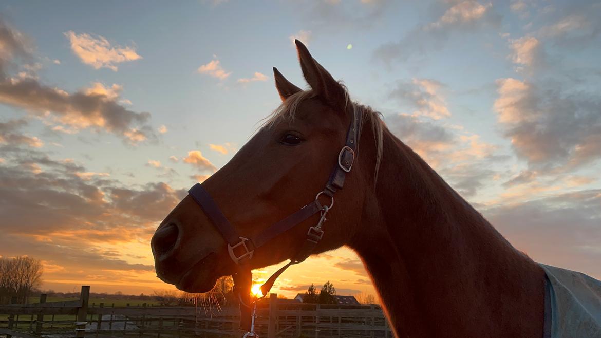 Tysk Varmblod Helvita Firfod - Smuk hest og himmel billede 12