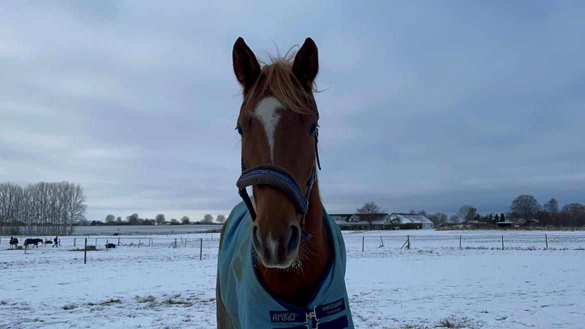 Tysk Varmblod Helvita Firfod - Helvita i sne billede 13